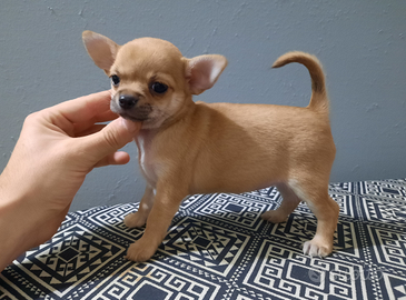 Meravigliosa chihuahua femmina PEDIGREE enci