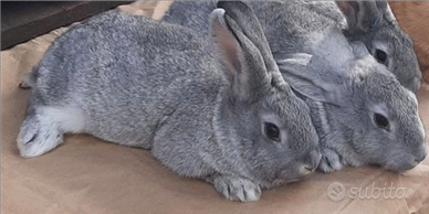 Conigli carmagnola