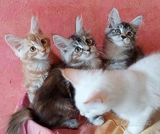 Maine Coon cucciole 1 White,1 Red,2 Tortie
