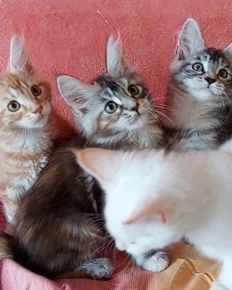 Maine Coon cucciole 1 White,1 Red,2 Tortie