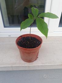 asimina triloba
