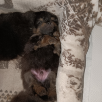 Spitz Tedesco Nano o Volpino di Pomerania