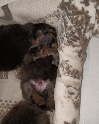 Spitz Tedesco Nano o Volpino di Pomerania