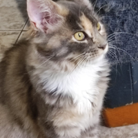 Maine coon