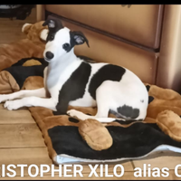 Whippet cuccioli maschi disponibili