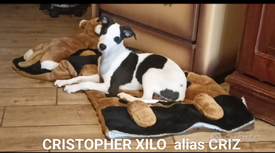 Whippet cuccioli maschi disponibili