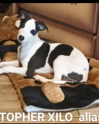 Whippet cuccioli maschi disponibili