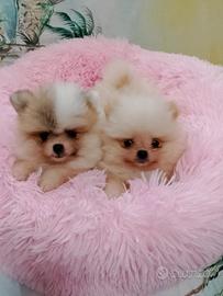Spitz Pomerania nano panna