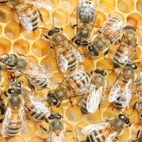 atrezzatura apicoltura