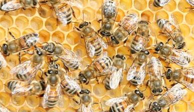 atrezzatura apicoltura