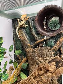 Geco ciliatus con teca