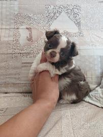 Chihuahua femmina