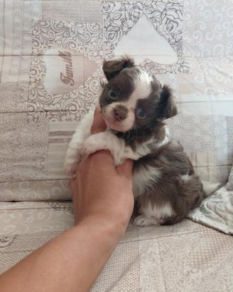 Chihuahua femmina
