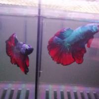 Show Betta Halfmoon