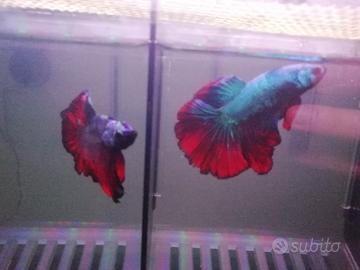 Show Betta Halfmoon