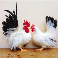 Galline ornamentali chabo