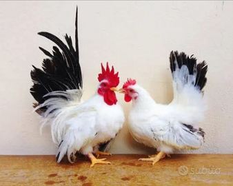 Galline ornamentali chabo