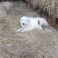 Cuccioli maremmano kangal