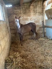 Puledra haflinger