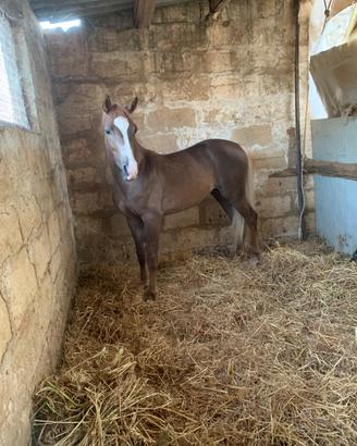 Puledra haflinger