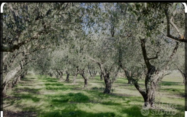 Terreno di 10000 mq con 80 piante di ulivo