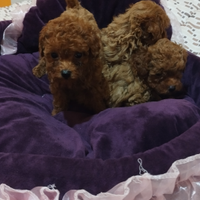Barboncini Toy e mini Toy con test genetici