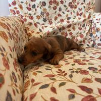 Bassotto kaninchen arlecchino