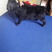 Toro nero da combattimento Spagnolo d'epoca 