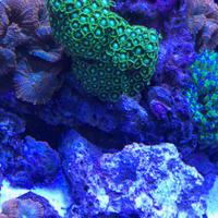 Corallo Acqurio Marino