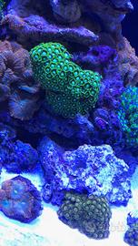 Corallo Acqurio Marino