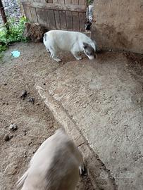 Bulldog francese