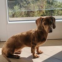 Bassotto kaninchen isabel arlecchino per monta