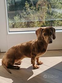 Bassotto kaninchen isabel arlecchino per monta