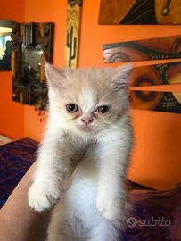 Gattina persiana rosa shorthair