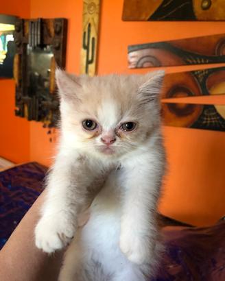 Gattina persiana rosa shorthair