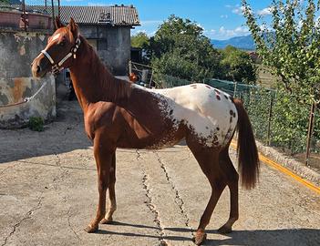 Puledro appaloosa