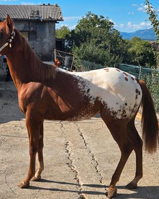 Puledro appaloosa