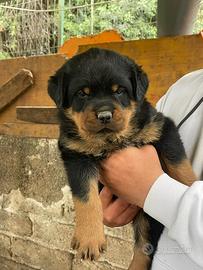 Cuccioli di Rottweiler