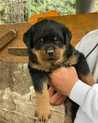 Cuccioli di Rottweiler