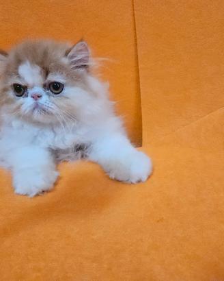gatto persiano ipertipico bianco e rosso