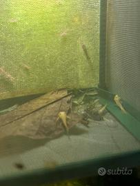 Piccoli di ancistrus gold