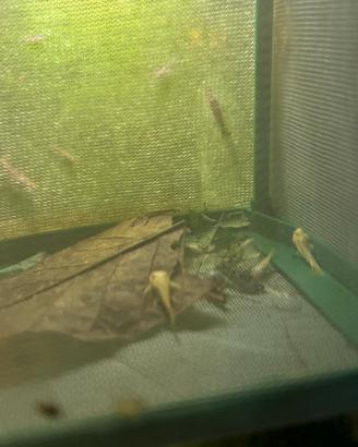 Piccoli di ancistrus gold