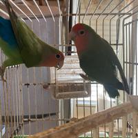 Coppia di inseparabili
