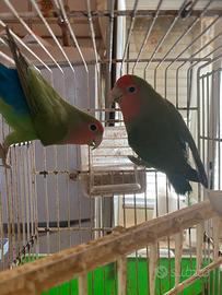 Coppia di inseparabili