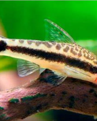 Otocinclus