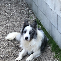 Border collie per monta