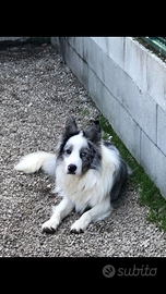 Border collie per monta