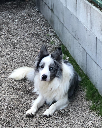 Border collie per monta