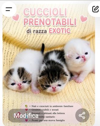 Cuccioli exotic shorthair disponibili - nilo