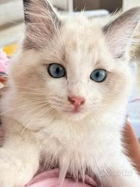 Gattino Siberiano Ragdoll